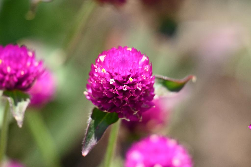 2025-06219097 Tower Hill Botanic Garden, MA.JPG - Globe Amaranth (Gomphrena globosa). New England Botanic Garden at Tower Hill, MA, 6-21-2025